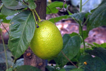 Картинка природа плоды цитрус лимон