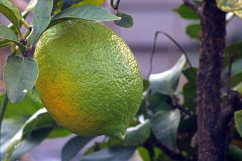 Картинка природа плоды цитрус лимон