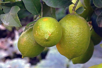 Картинка природа плоды цитрусы лимоны