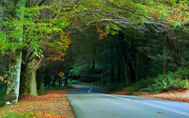 Обои картинки фото природа, дороги, осень, поворот, шоссе