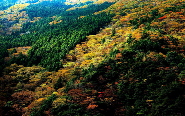 Обои картинки фото природа, лес, осень, леса, панорама
