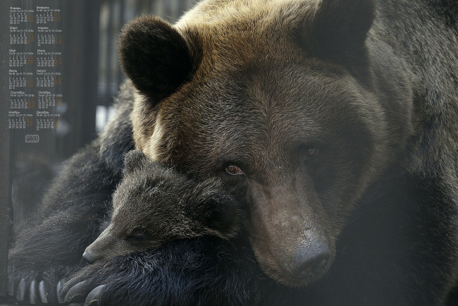 Обои картинки фото календари, животные, медведь, 2018