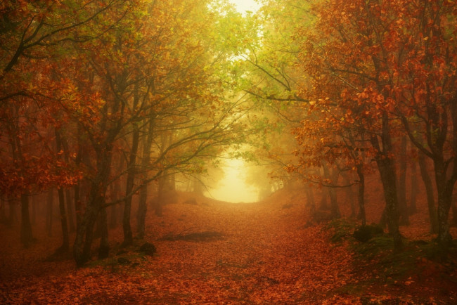 Обои картинки фото природа, парк, листопад, осень, туман, аллея
