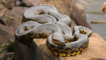 Картинка анаконда животные змеи +питоны +кобры пресмыкающиеся ложноногие чешуйчатые змея джунгли тропики