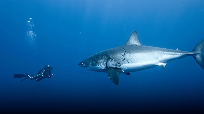 Обои картинки фото кино фильмы, oc&, 233, ans, акула, море, дайвер