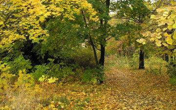 Картинка природа лес осень тропа листья листопад