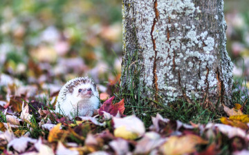 Картинка животные ежи дерево листья ёж