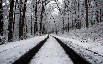 обоя природа, дороги, зима, лес