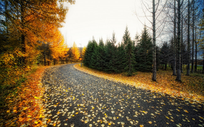 Обои картинки фото природа, дороги, осень, дорога, деревья