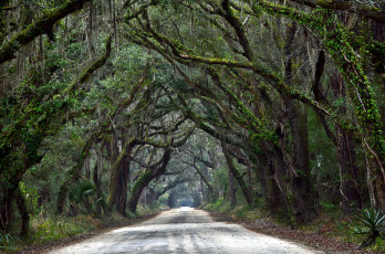 Картинка природа дороги лес кроны ветки дорога