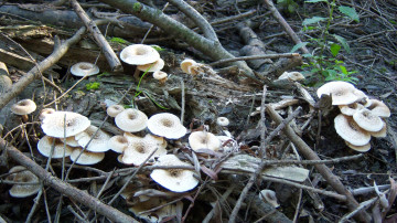 Картинка природа грибы грибочки веточки