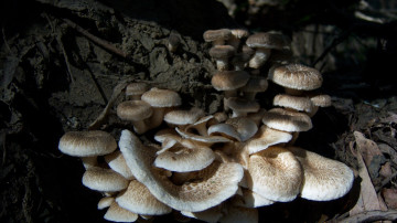 Картинка природа грибы кучка