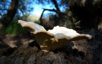 Картинка природа грибы пень гриб