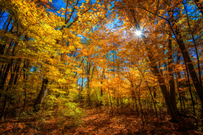 Обои картинки фото природа, лес, осень, лучи, свет