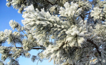 Картинка природа деревья хвоя зима снег ветки сосна