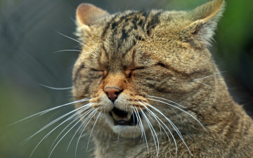 Картинка животные коты морда дикая кошка среднеевропейский лесной кот усы