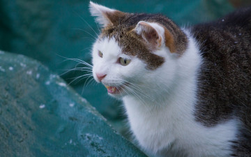 Картинка животные коты мордочка кот кошка