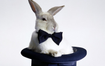Картинка животные кролики +зайцы бабочка кролик шляпа