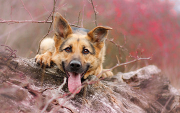 Картинка животные собаки язык морда собака овчарка взгляд
