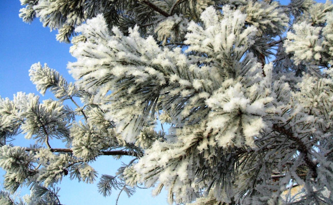 Обои картинки фото природа, деревья, хвоя, зима, снег, ветки, сосна