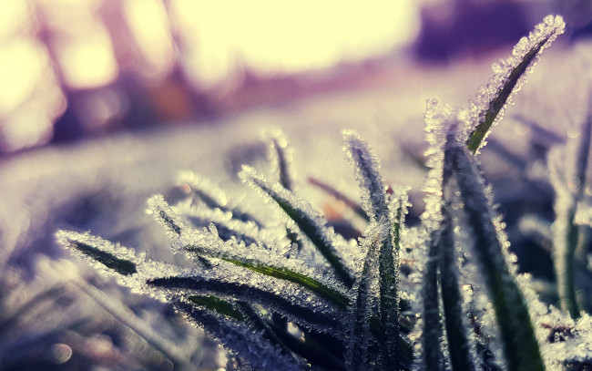 Обои картинки фото природа, макро, трава, кристаллы, иней, холод