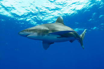 Картинка shark животные акулы мир подводный акула белая вода рыба