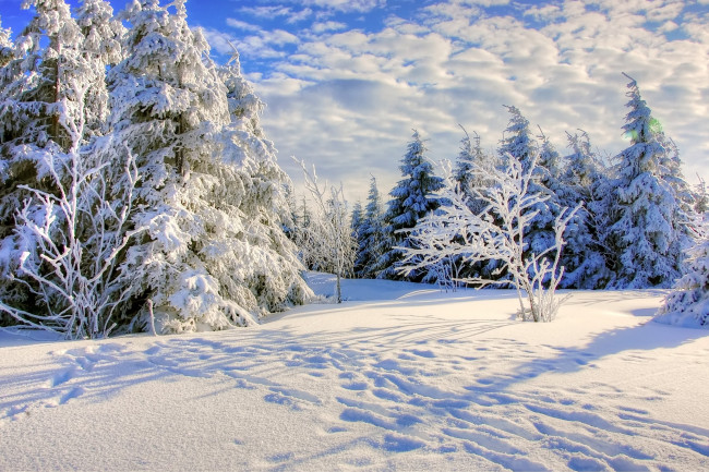 Обои картинки фото природа, лес, зима, снег
