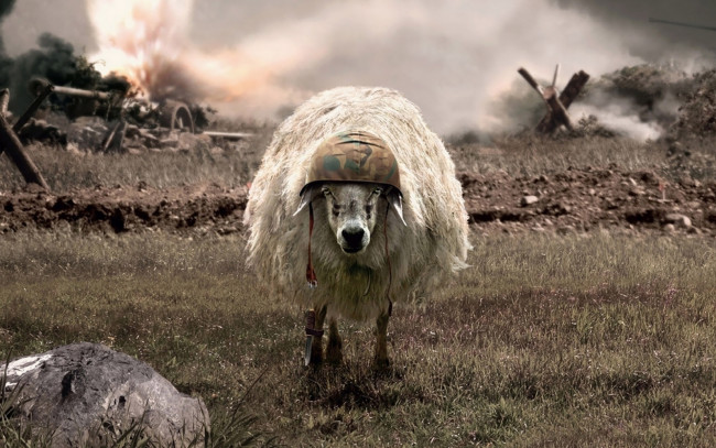 Обои картинки фото юмор и приколы, овца, каска, поле, война