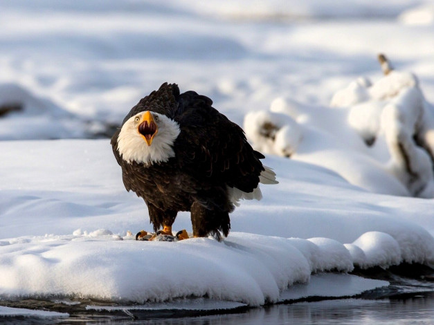Обои картинки фото животные, птицы - хищники, орел, снег, ручей