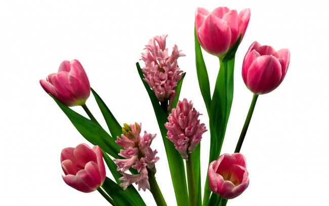 Обои картинки фото цветы, разные вместе, тюльпаны, розовые, гиацинты