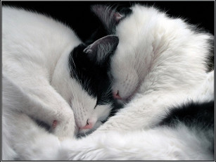 Картинка андрей сладкий сон животные коты