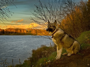 Картинка игорь сидоров любят звери на закат смотреть животные собаки