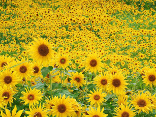 обоя sunflower, field, цветы, подсолнухи