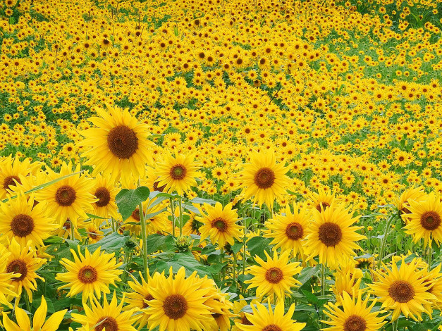 Обои картинки фото sunflower, field, цветы, подсолнухи