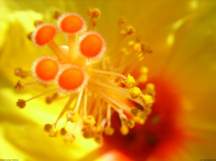 Картинка цветы гибискусы