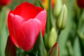 Картинка цветы тюльпаны бутон красный
