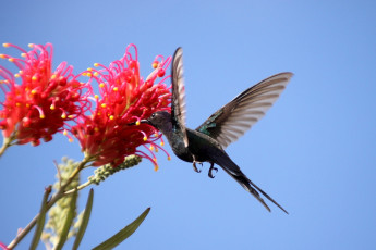 Картинка животные колибри полет цветы крылья