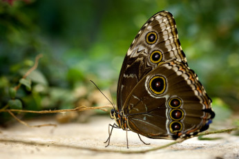 Картинка животные бабочки крылья глазки
