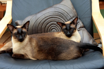 Картинка животные коты сиамский отдых