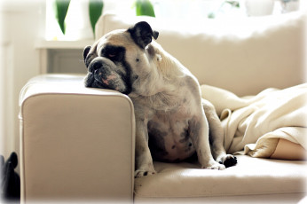 Картинка животные собаки бульдог пятна диван