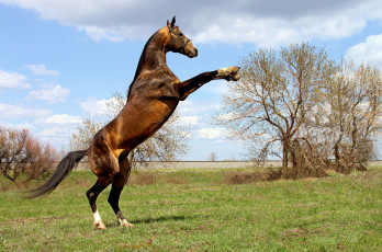 Картинка животные лошади ахалтекинец лошадь конь жеребец