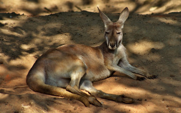 Картинка животные кенгуру песок животное