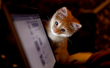 Картинка животные коты монитор кот кошка котёнок