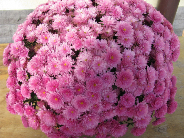 Обои картинки фото цветы, хризантемы, розовые, шар