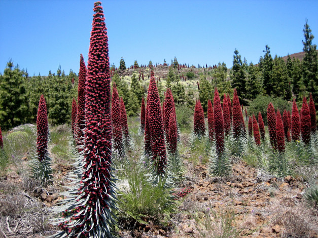 Обои картинки фото las, canadas, del, teide, природа, другое, тенерифе