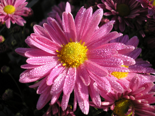 Обои картинки фото цветы, хризантемы, розовые, капли