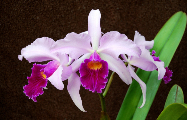 Обои картинки фото цветы, орхидеи, экзотика, розовый