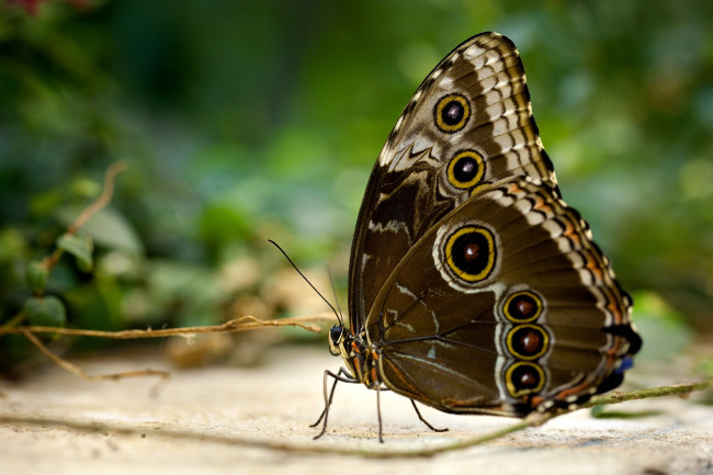 Обои картинки фото животные, бабочки, крылья, глазки