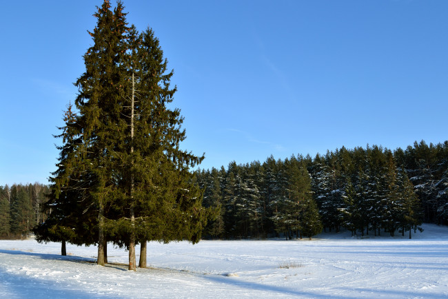 Обои картинки фото природа, деревья, снег, зима, ели