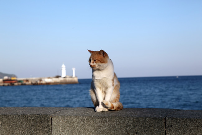 Обои картинки фото животные, коты, кот, кошка, море